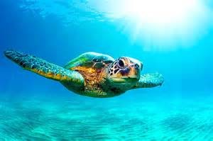 Sea Turtle 